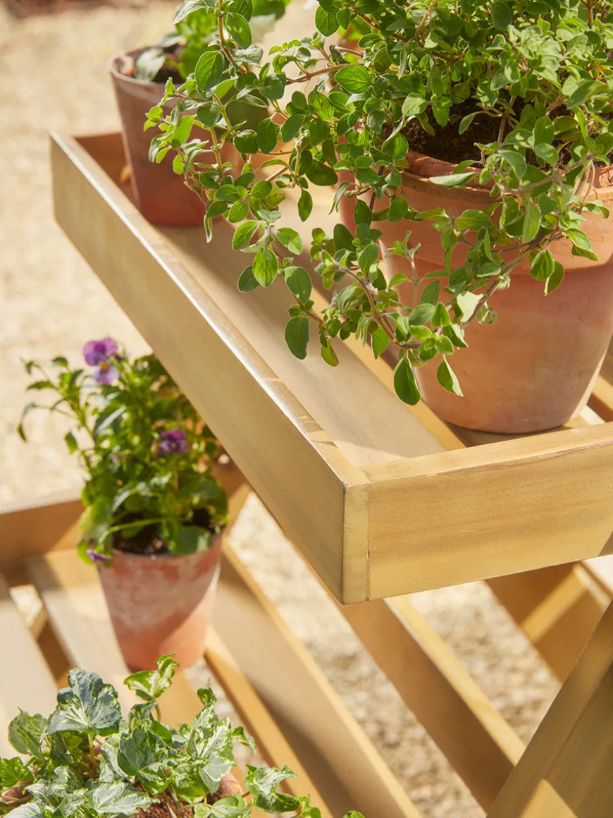 Acacia Plant Stand