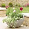 Alder Planter