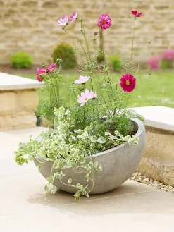 Alder Planter
