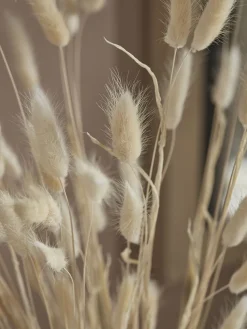 Dried Bunny Tail Bouquet