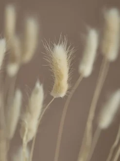 Dried Bunny Tail Bouquet