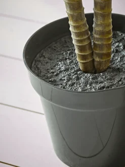 Faux Potted Butterfly Palm