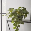 Faux Potted Fittonia