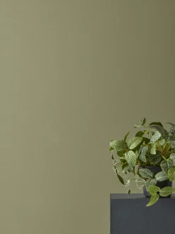 Faux Potted Fittonia
