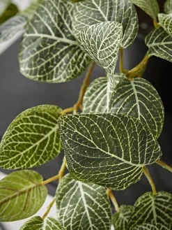 Faux Potted Fittonia