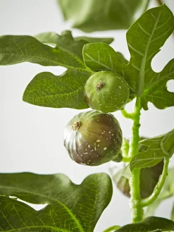 Faux Potted Fruiting Fig Tree