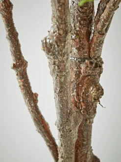 Faux Potted Fruiting Fig Tree