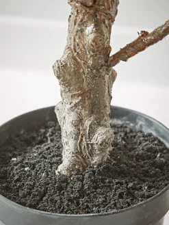 Faux Potted Fruiting Fig Tree