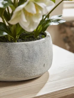 Faux Potted Hellebore - Cream