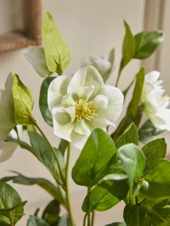 Faux Potted Hellebore - Cream