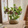 Faux Potted Hellebore - Dusky Mauve