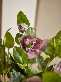 Faux Potted Hellebore - Dusky Mauve