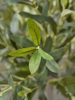 Faux Potted Olive Tree