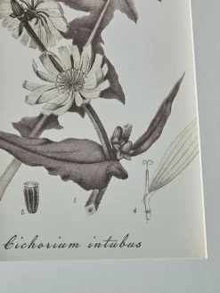 Four Botanical Framed Prints