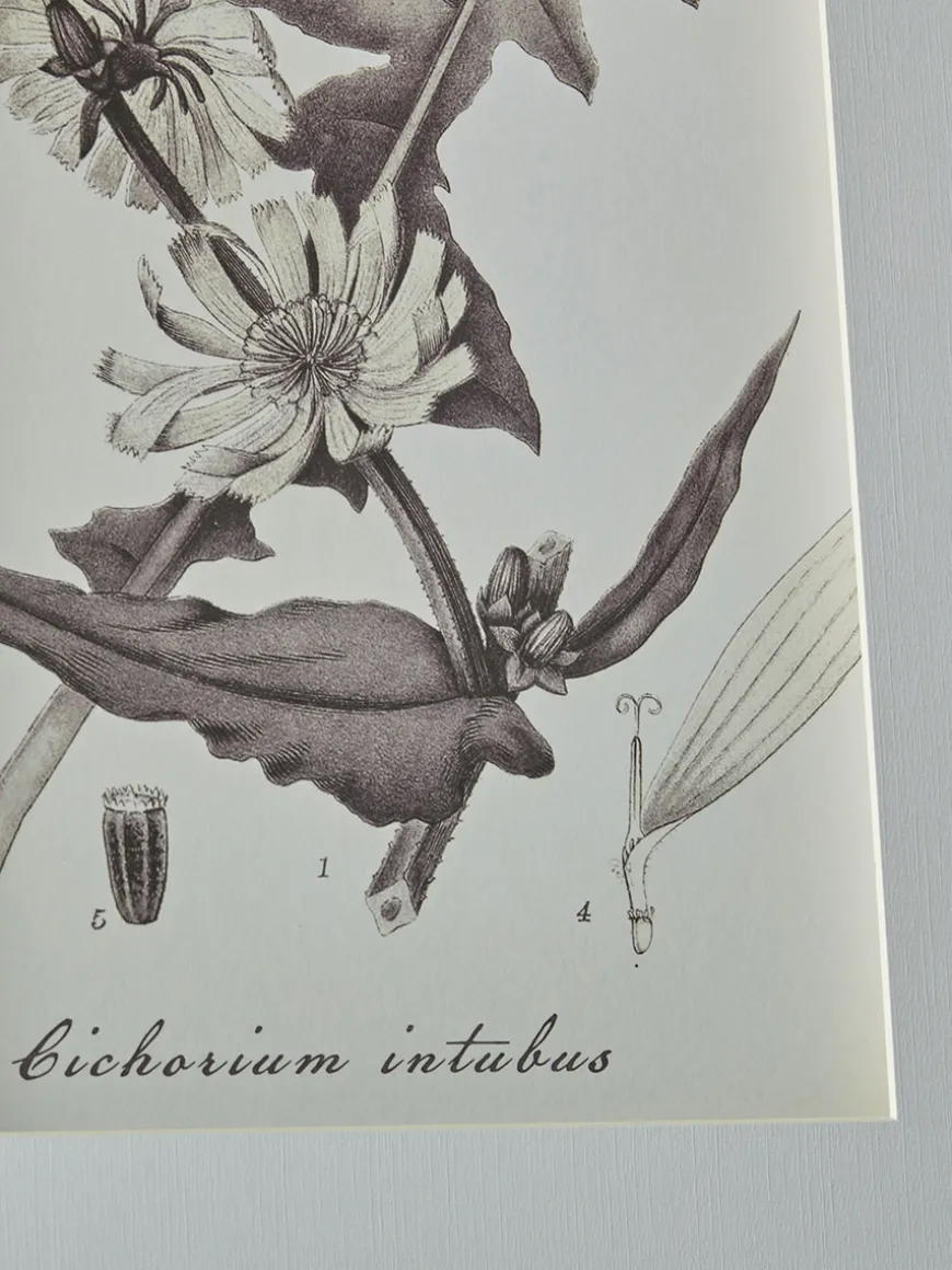 Four Botanical Framed Prints