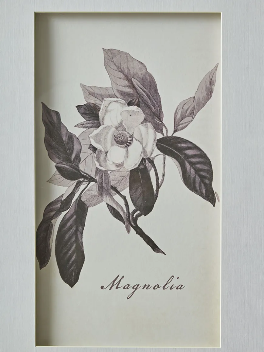 Four Botanical Framed Prints
