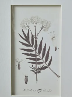Four Botanical Framed Prints