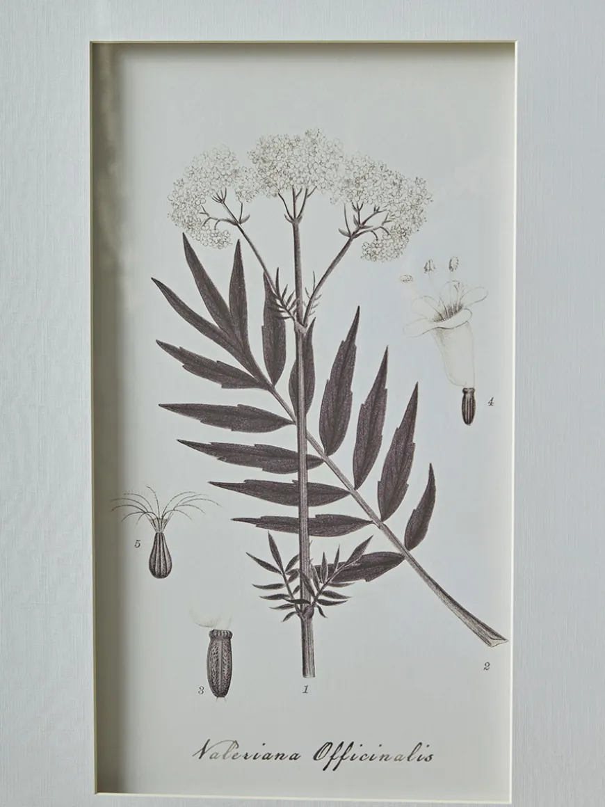 Four Botanical Framed Prints
