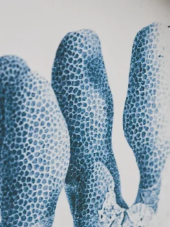 Four Coral Framed Prints