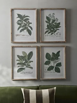Four Foliage Framed Prints