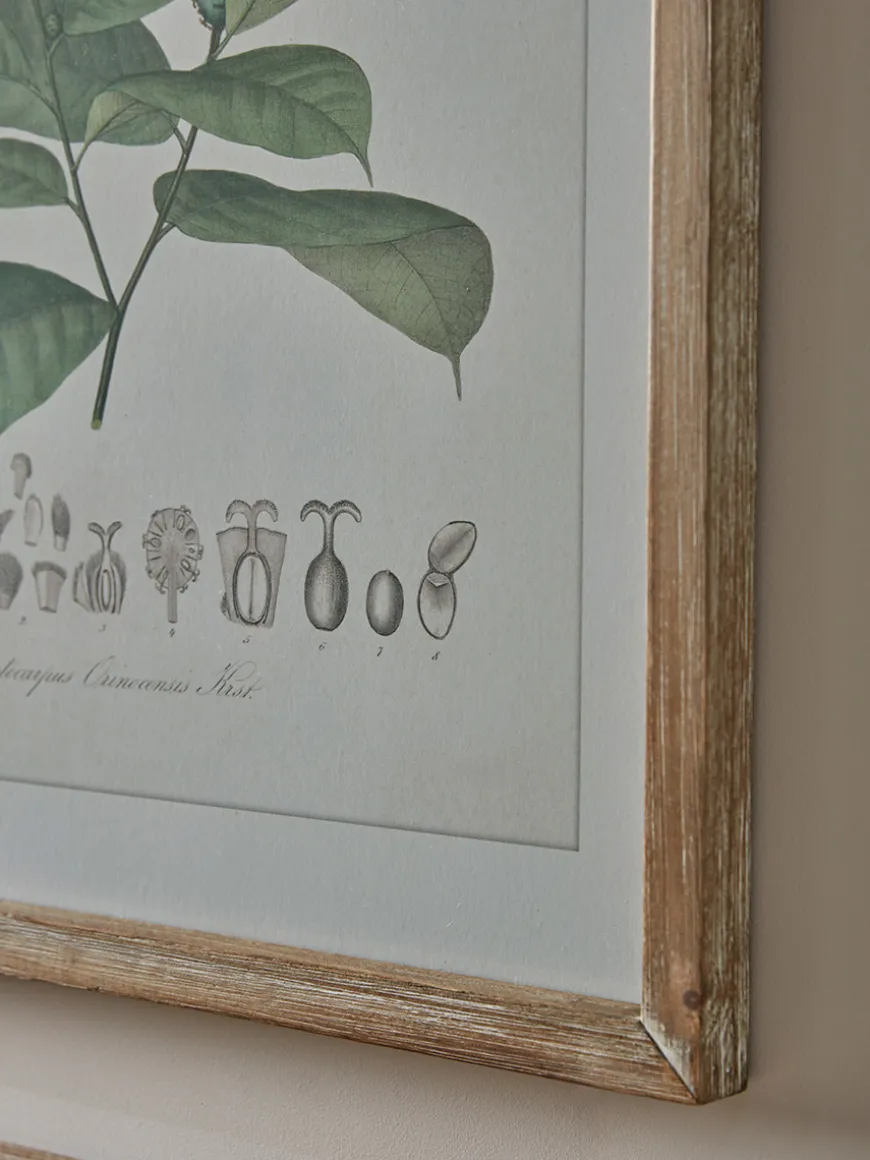 Four Foliage Framed Prints