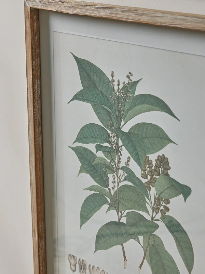 Four Foliage Framed Prints