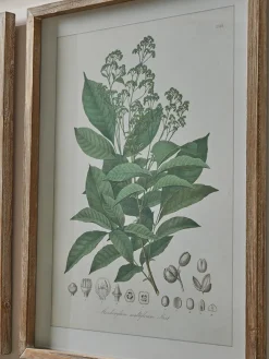Four Foliage Framed Prints