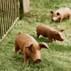 Rusty Pigs