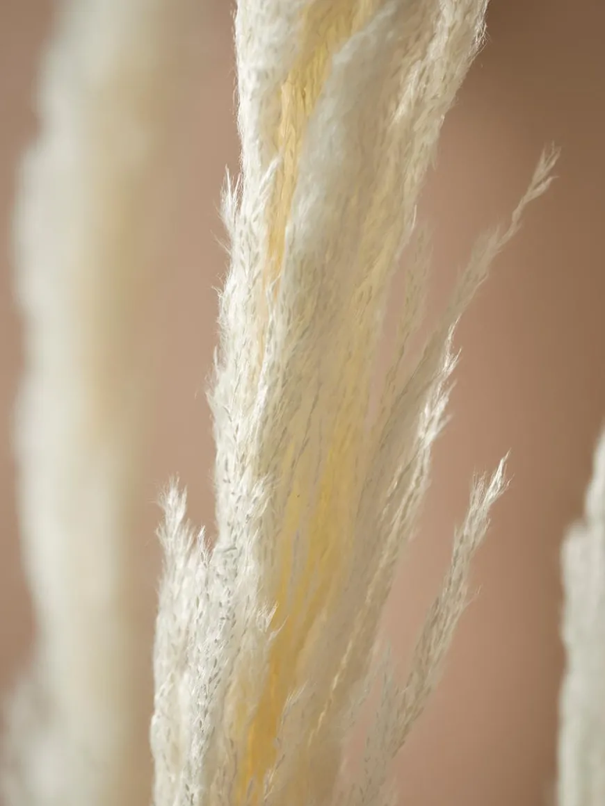 Six Pampas Grass Stems - Cream
