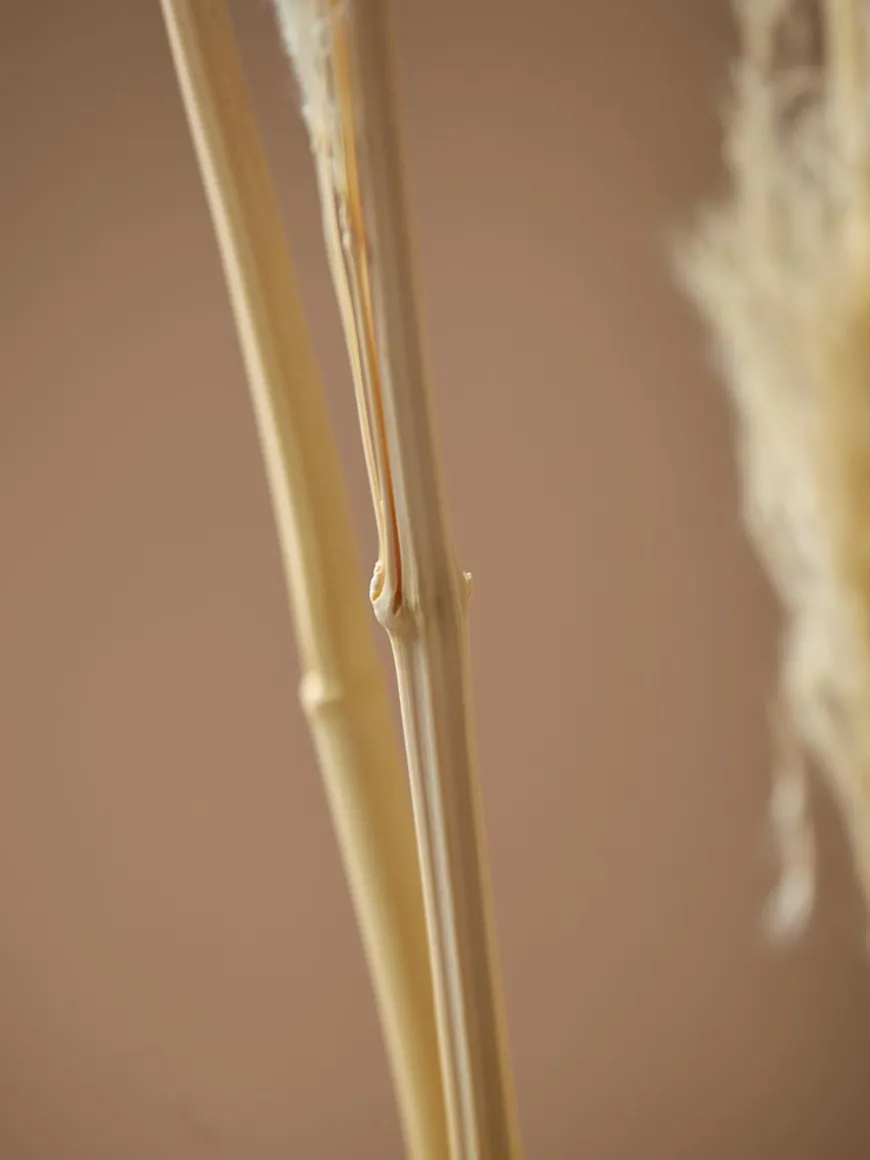 Six Pampas Grass Stems - Cream