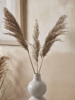 Six Pampas Grass Stems - Natural