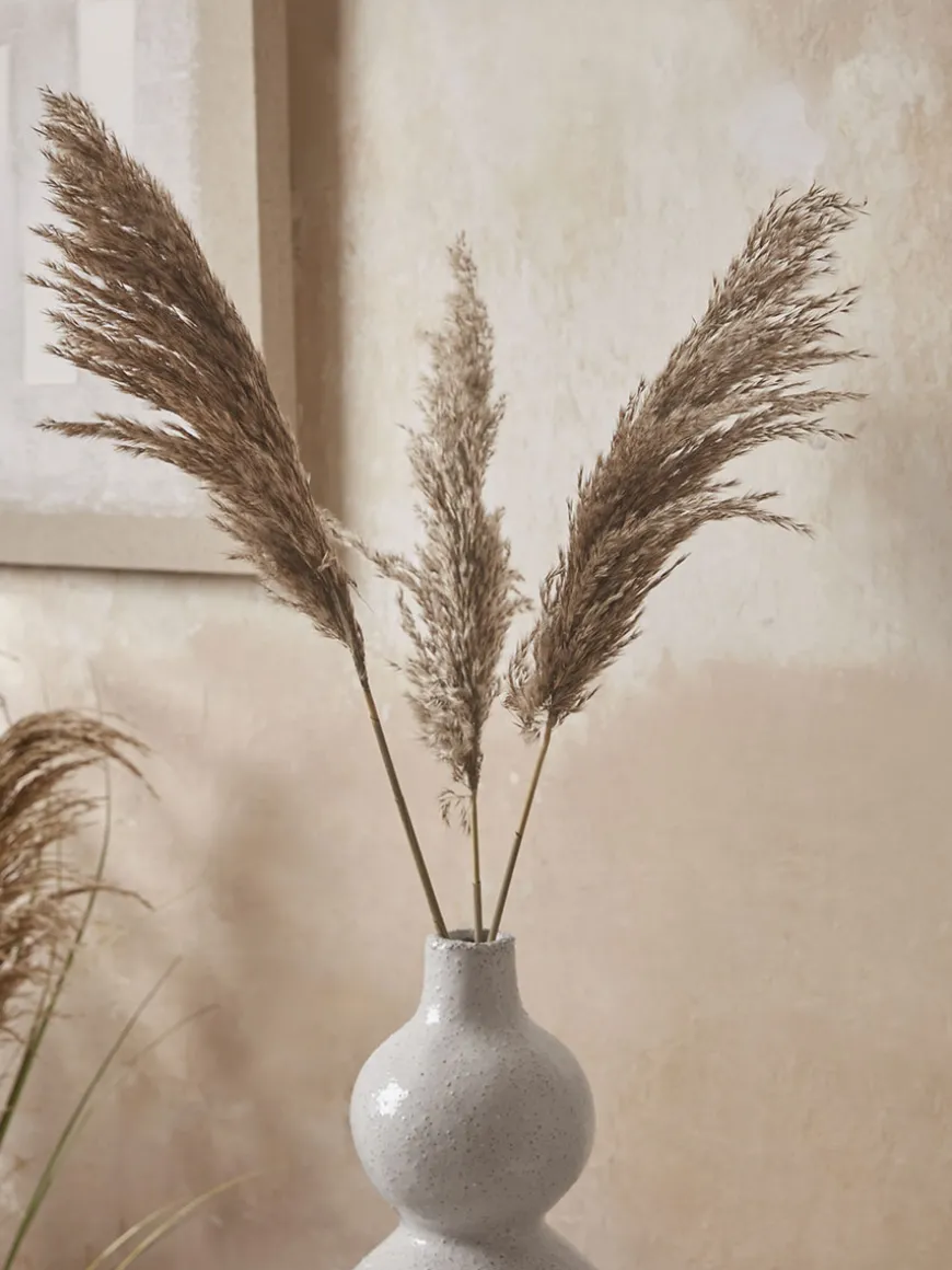 Six Pampas Grass Stems - Natural