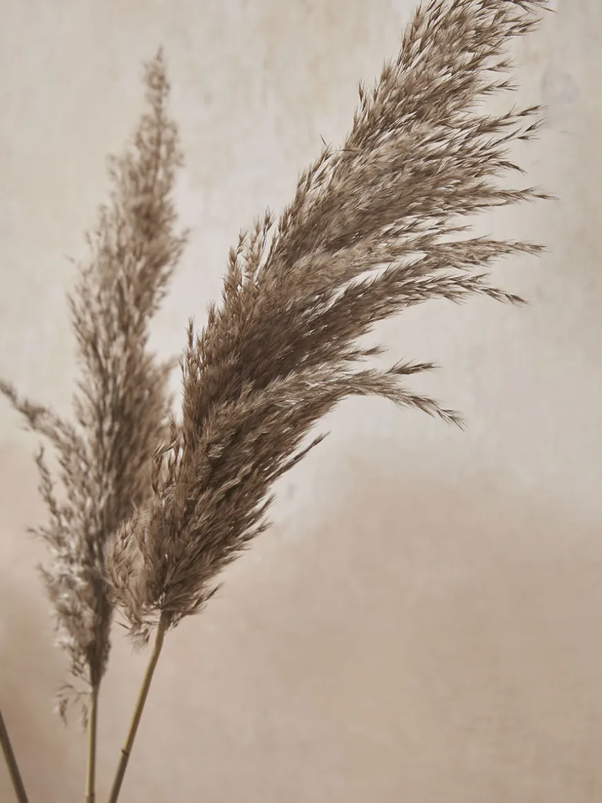 Six Pampas Grass Stems - Natural