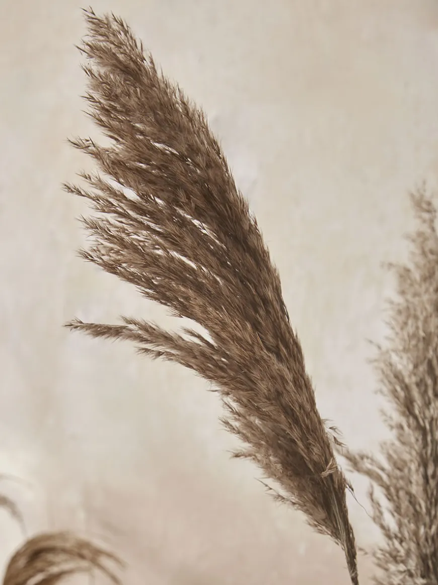 Six Pampas Grass Stems - Natural