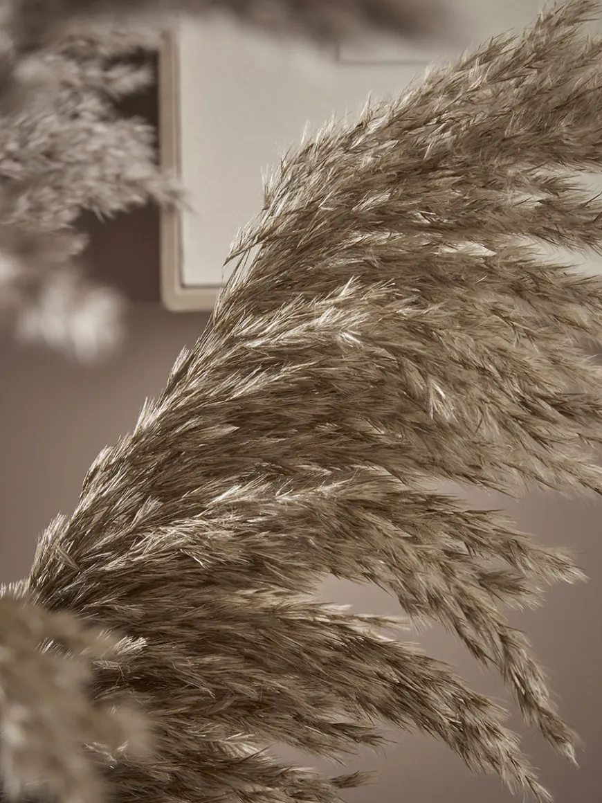 Six Pampas Grass Stems - Natural