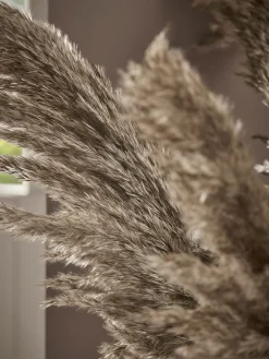 Six Pampas Grass Stems - Natural