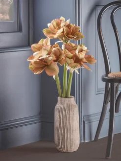 Three Amaryllis Stems