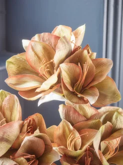 Three Amaryllis Stems