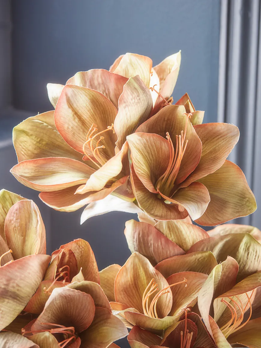 Three Amaryllis Stems