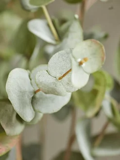 Three Faux Rounded Eucalyptus Sprays