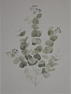 Two Framed Eucalyptus Prints