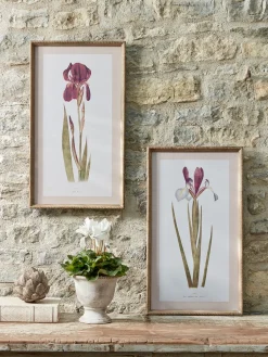 Two Iris Framed Prints