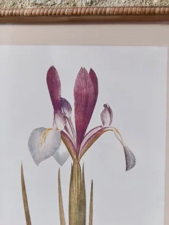 Two Iris Framed Prints